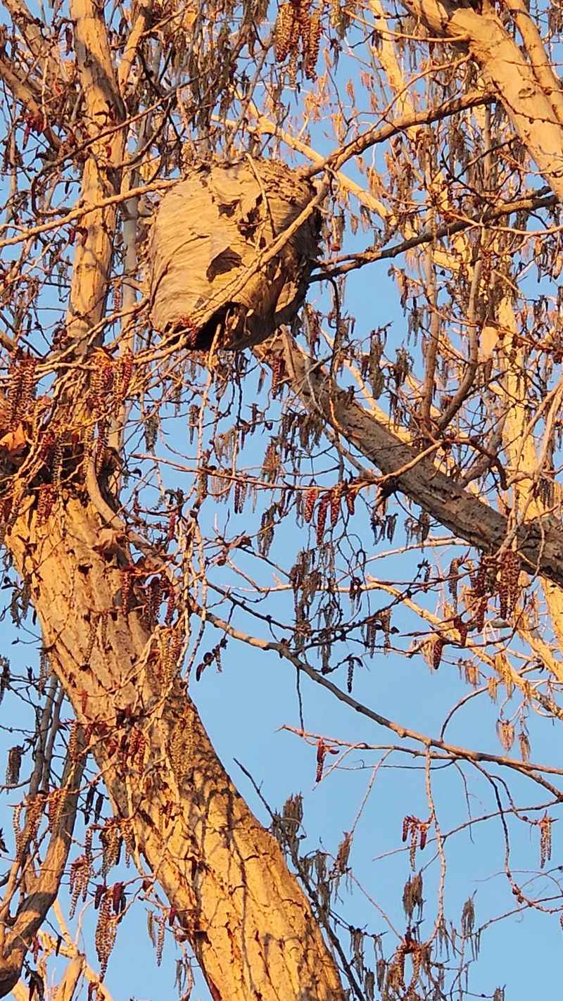 Birdlife Adds Another Reason To Look Up