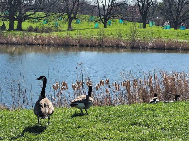 Birds, Branches, And Stillness