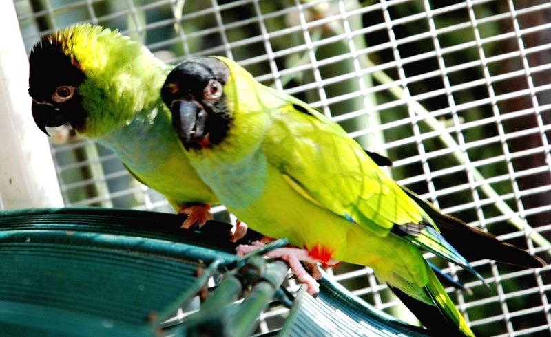 A Model For Responsible Bird Sanctuary Operations