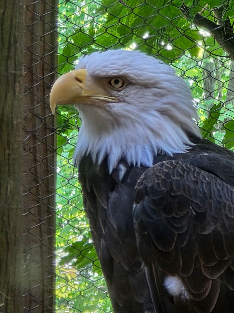 Birds Of Prey Up Close