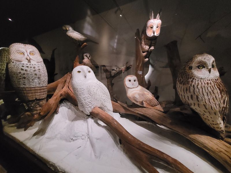 Birds Of Vermont Museum