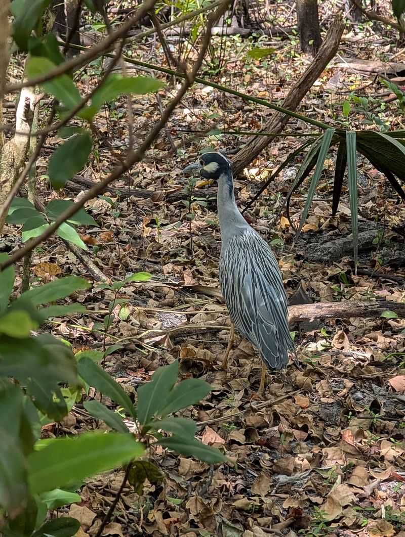 Birds, Spiders, And Other Surprise Guests Birds, Spiders, And Other Surprise Guests