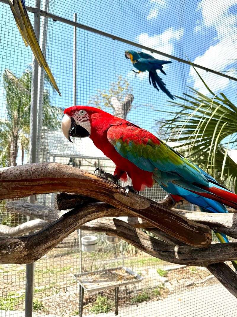 Birds That Sing and Talk