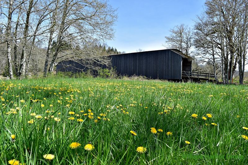 Birdsong, Frogs, and Old-World Calm