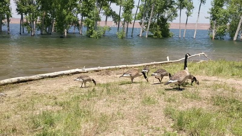 Birdwatchers Bring Binoculars And Big Patience