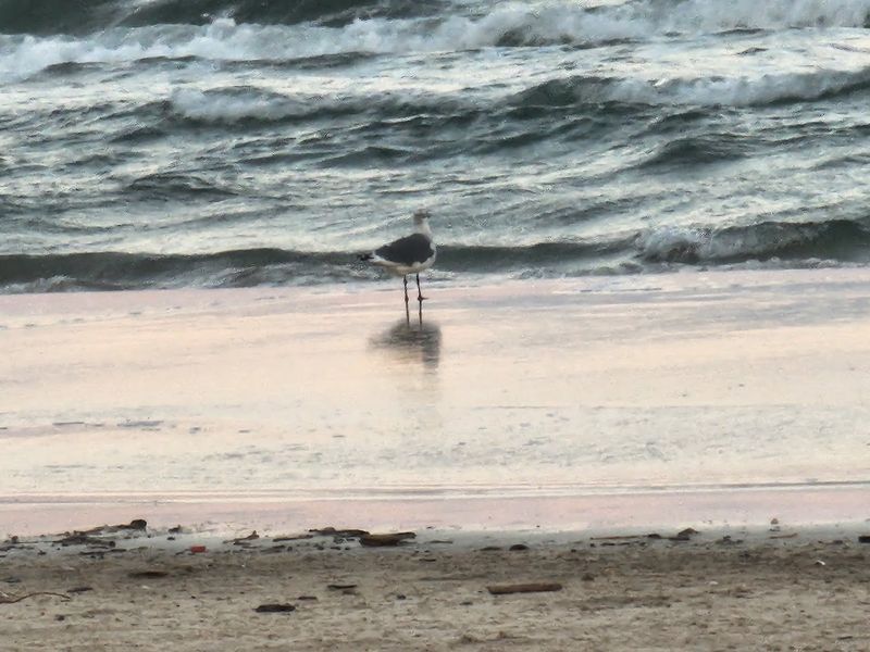 Birdwatching Along One Of North America's Most Impressive Flyways