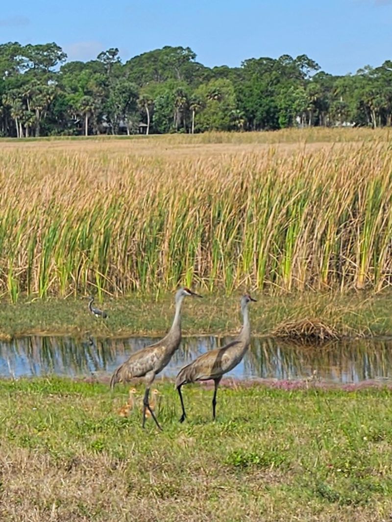 Birdwatching Bliss At Harns Marsh Birdwatching Bliss At Harns Marsh