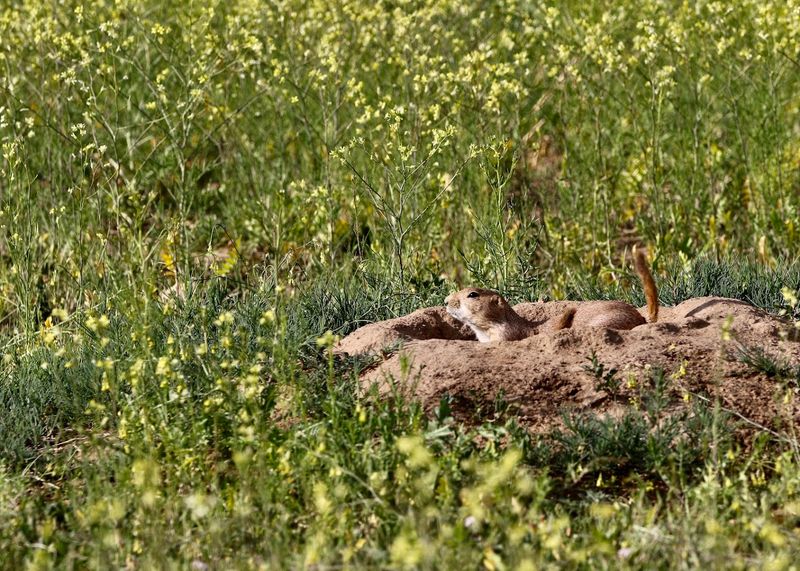 Prairie Dogs, Deer, and the Supporting Cast of Wildlife