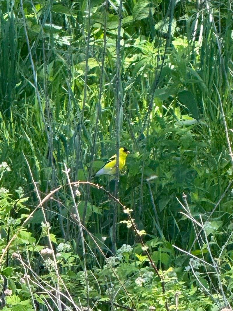 Birdwatching In A Quiet Setting