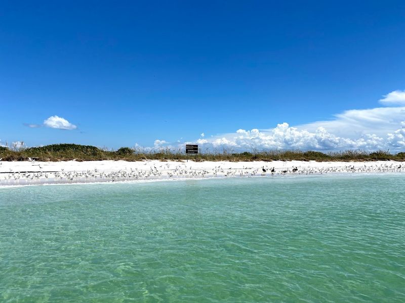 Birdwatching On A Barrier Island