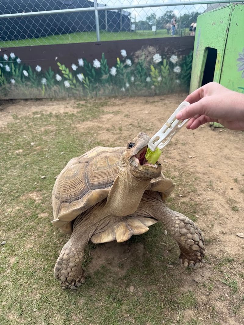 Animal Feeding and Hands-On Interaction