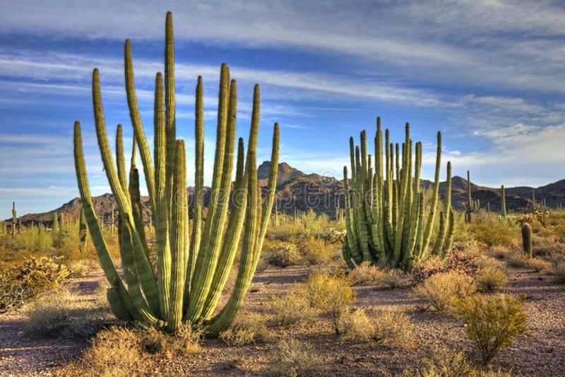 Organ Pipe Cactus National Monument, Remote Desert Wilderness