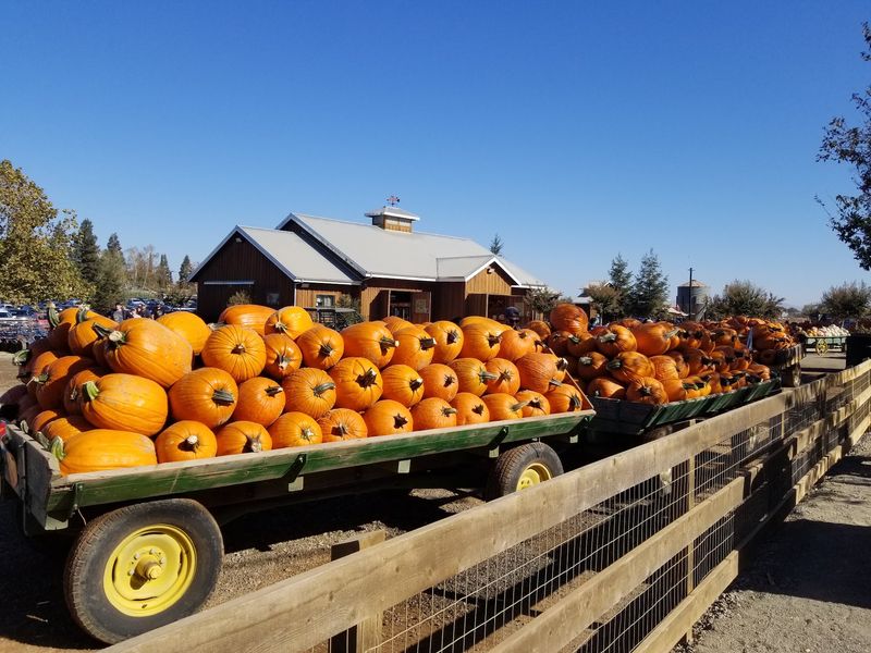 Bishop's Pumpkin Farm Bishop's Pumpkin Farm