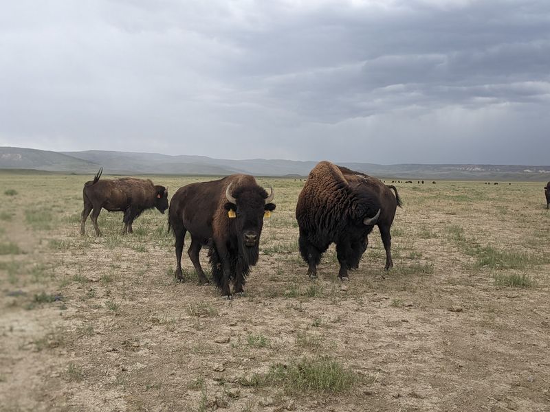 Bison And Prairie Dogs Put Wildlife Back In The Picture Bison And Prairie Dogs Put Wildlife Back In The Picture