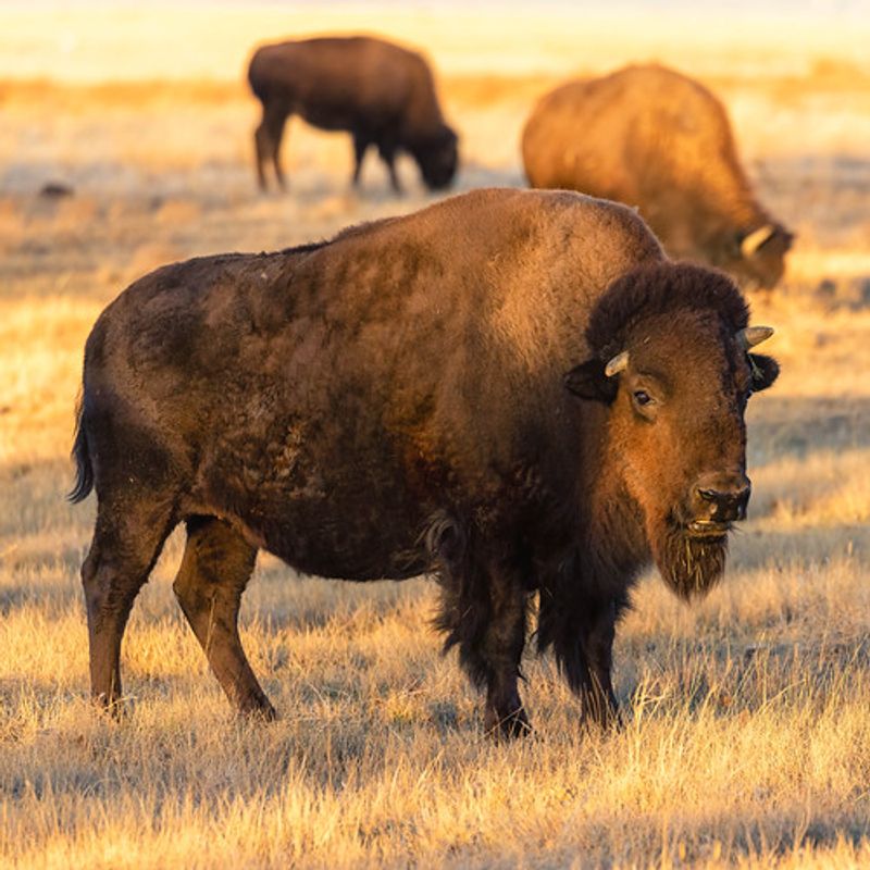 Bison Are The Big Draw, But Not The Whole Story