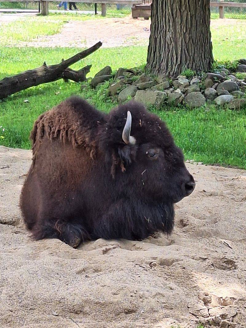 Bison, Deer, And Summer Farm Friends