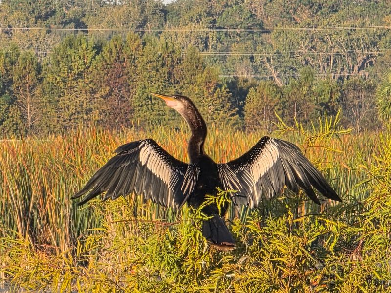 Bird Watching Reaches A New Level When The Prairie Blooms