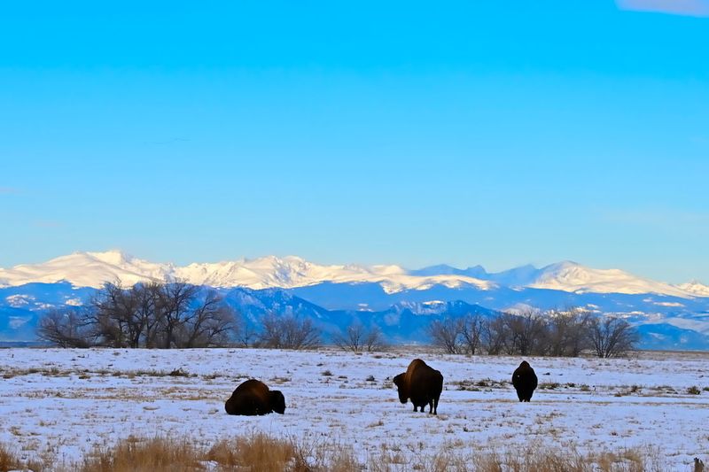 Bison Sightings Up Close And On Their Own Schedule