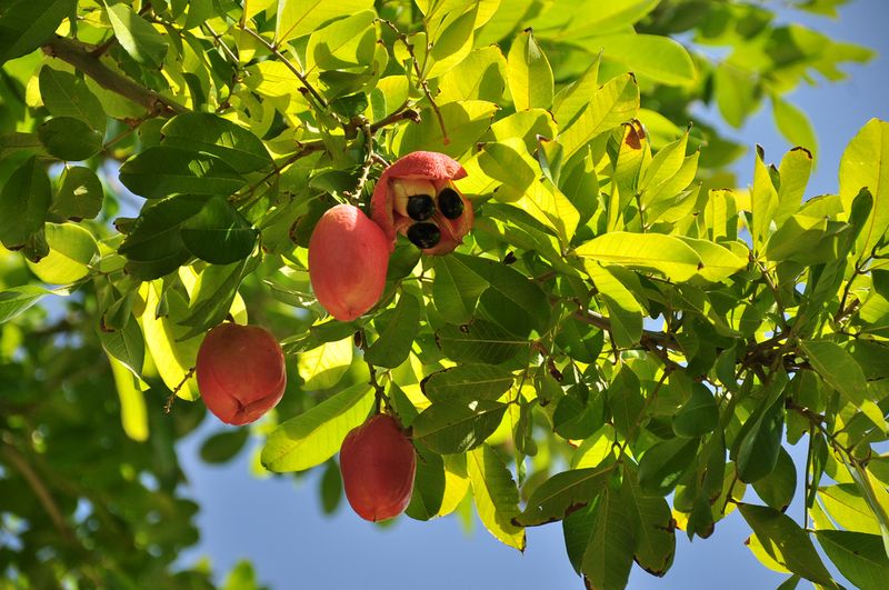 Ackee: Jamaica's Dangerous Delicacy