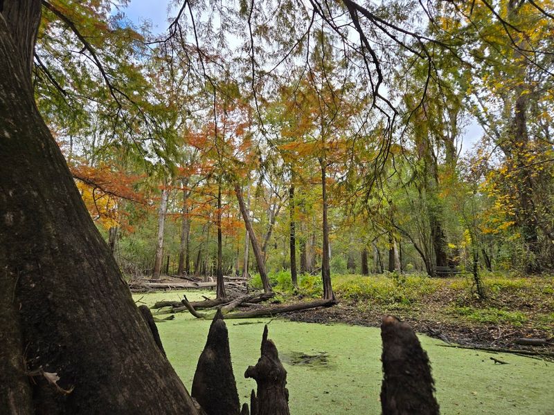 Cypress And Tupelo Rising From Backwaters