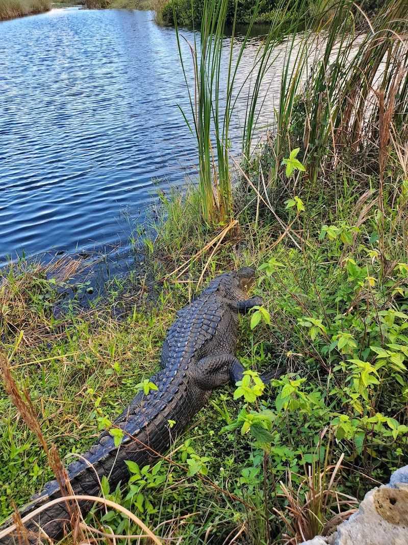 Anhinga Trail (Everglades National Park)