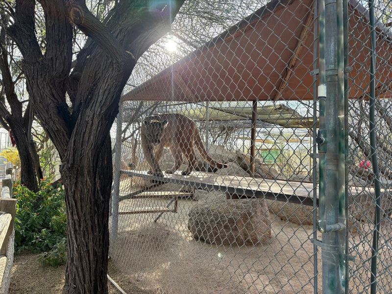 Black Bears And Bobcats In The Sonoran Desert