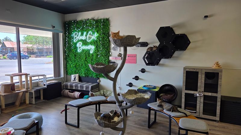Black Cat Beanery Black Cat Beanery