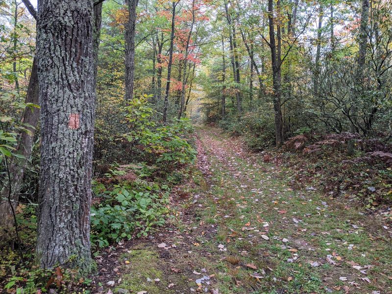 Black Forest Trail, Tiadaghton State Forest