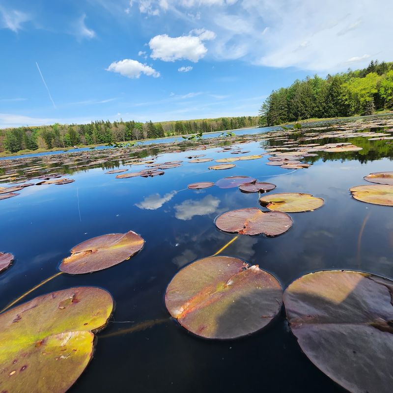 Black Moshannon State Park, Philipsburg, PA