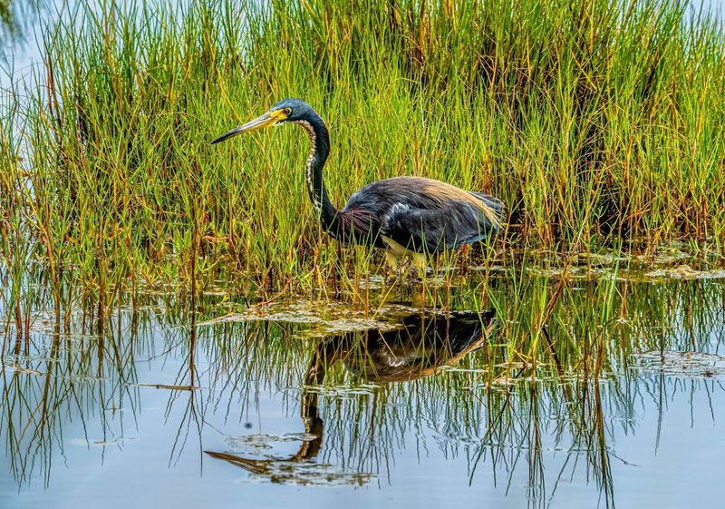 Black Point Wildlife Drive Is The Star Attraction