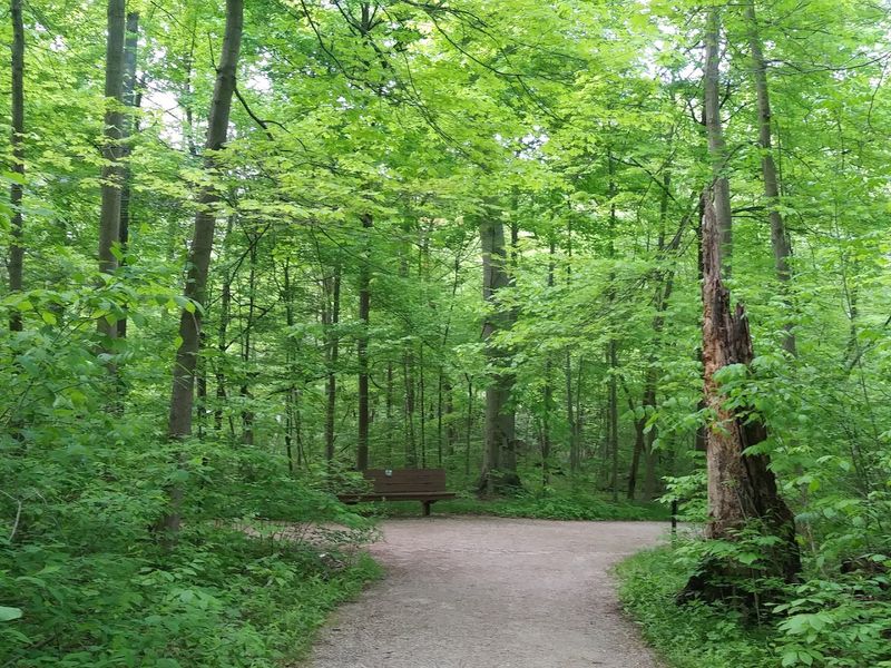 Blacklick Woods Beech Trail, Reynoldsburg, Ohio