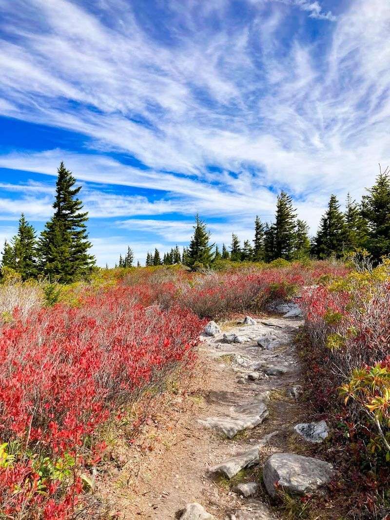 Dolly Sods Wilderness