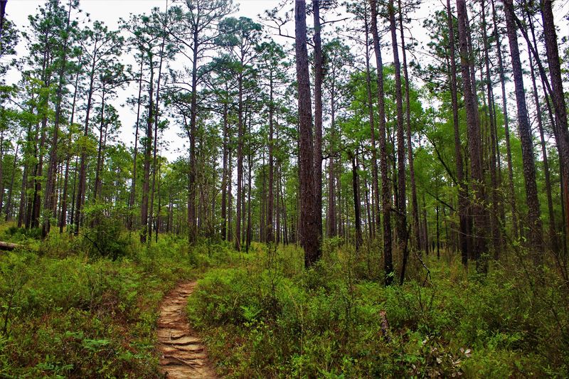 Blackwater River State Forest