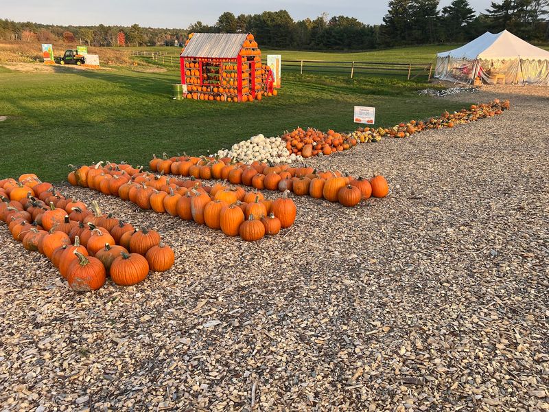 Blasting Potatoes And Pumpkins
