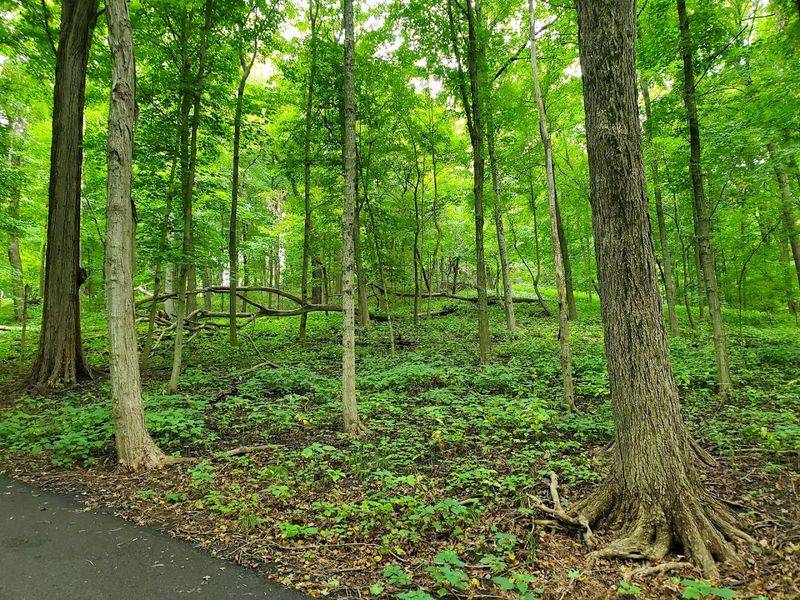 Johnson's Mound Forest Preserve, Elburn, Illinois