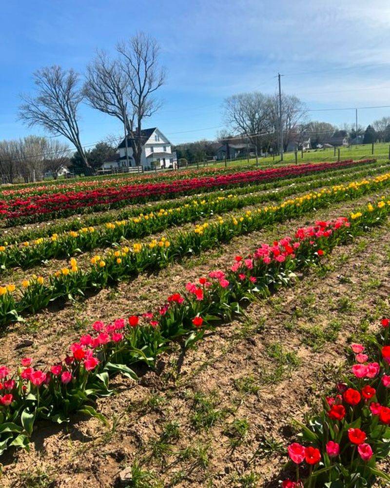 Bloom Hill Farm You Pick Experience Farm, Uniontown, OH