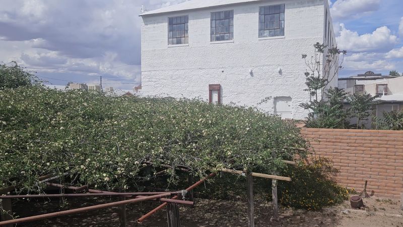 Bloom Season And The Annual Rose Festival