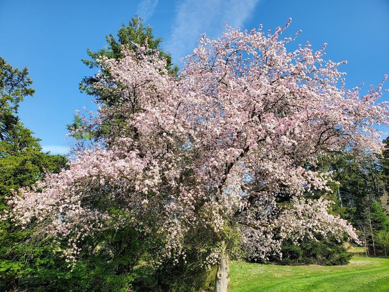 Blooming Crabapple Trees In Spring Blooming Crabapple Trees In Spring