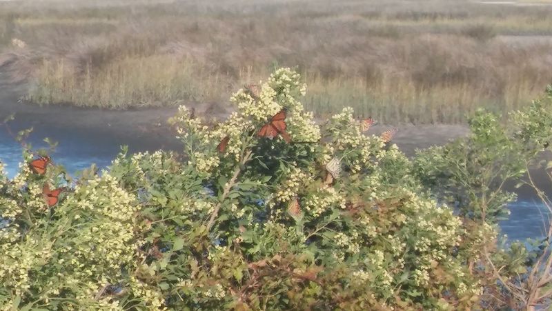 St. Marks National Wildlife Refuge – St. Marks, FL