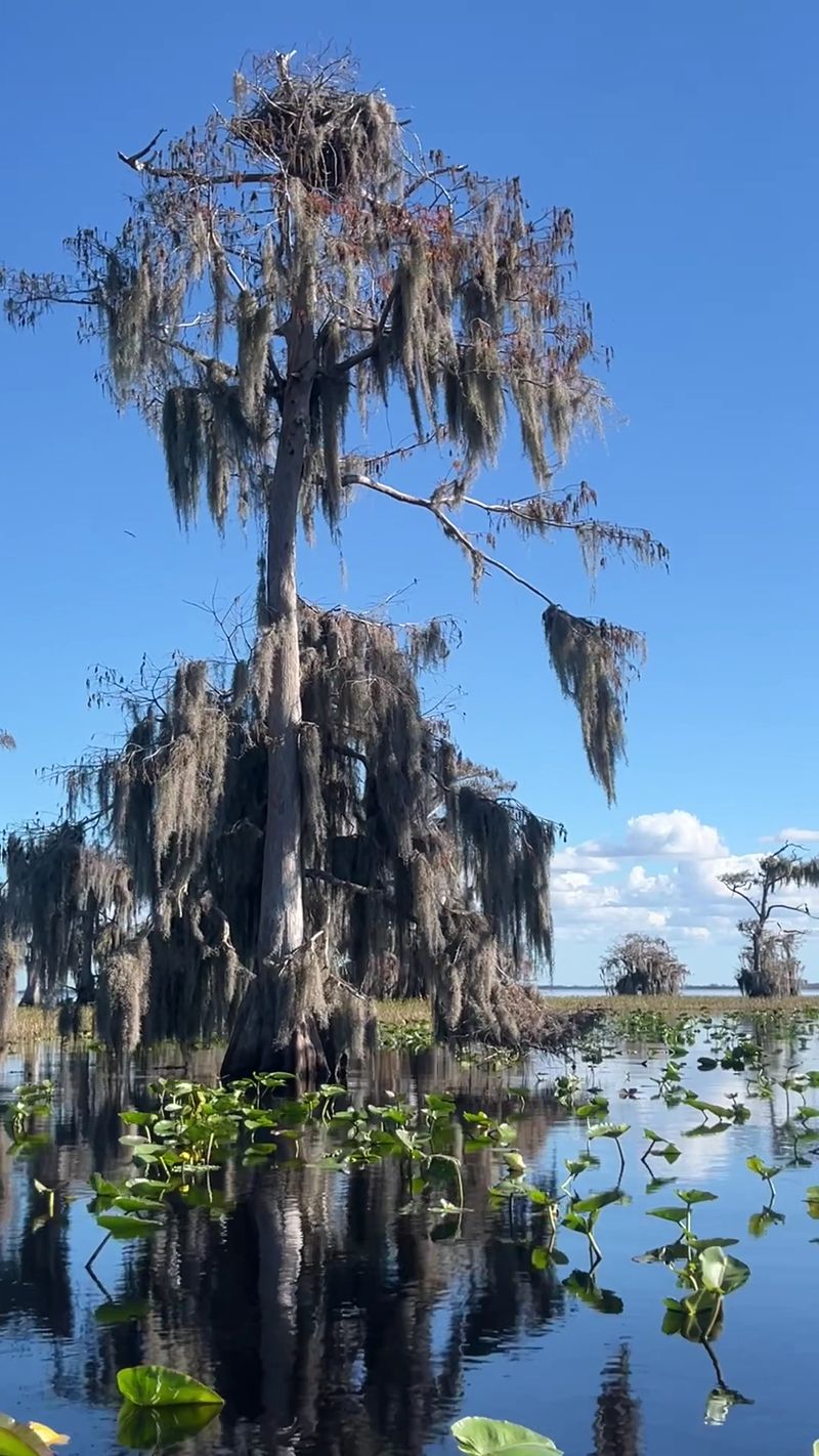 Blue Cypress Lake, Fellsmere Blue Cypress Lake, Fellsmere