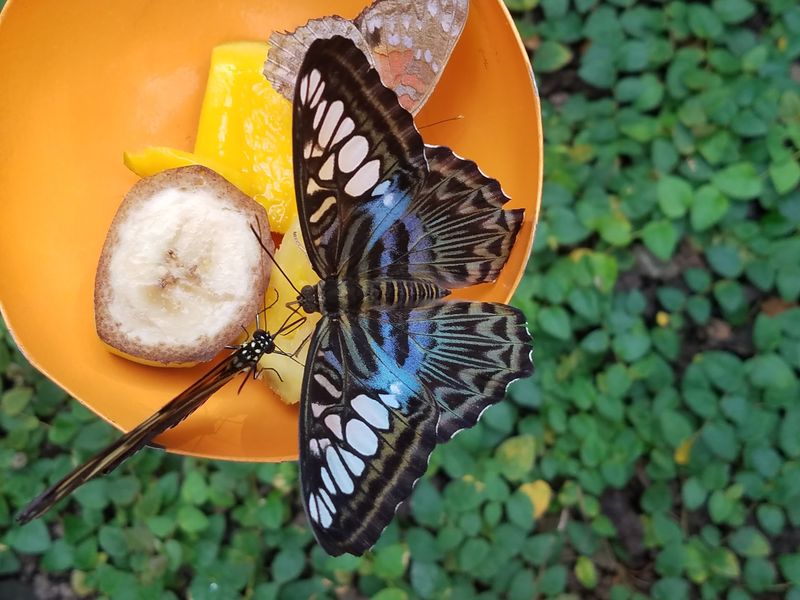 Blue Morphos and Exotic Beauties From Around the World
