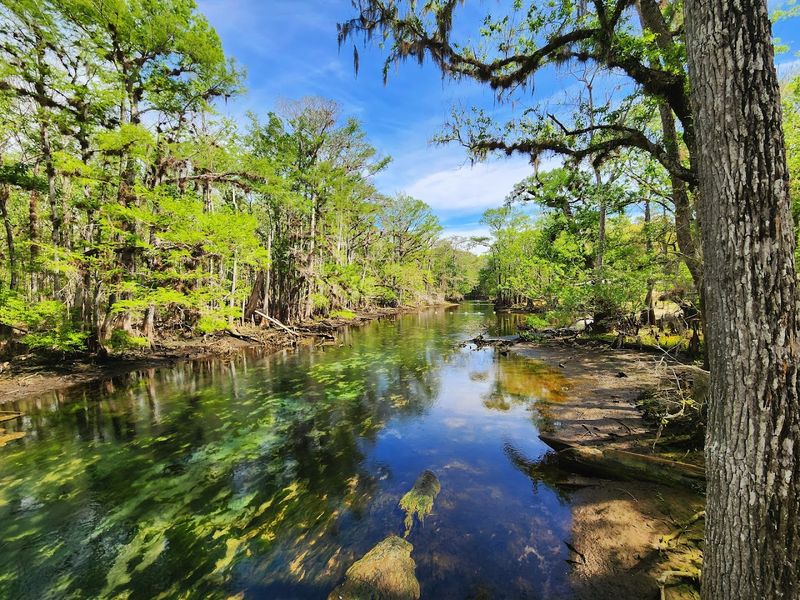 Manatee Springs State Park Campground, Chiefland
