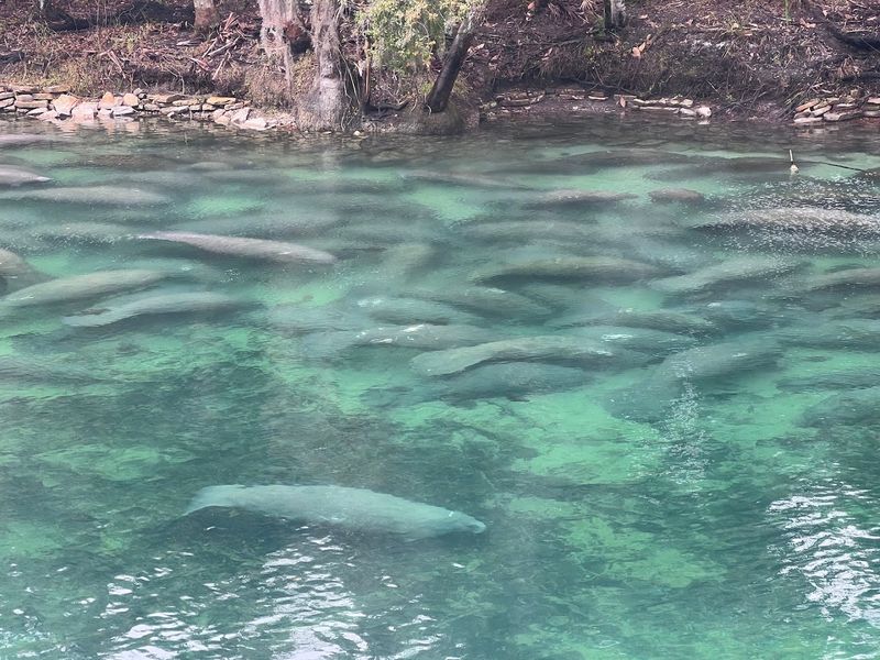 Blue Spring State Park, Volusia County