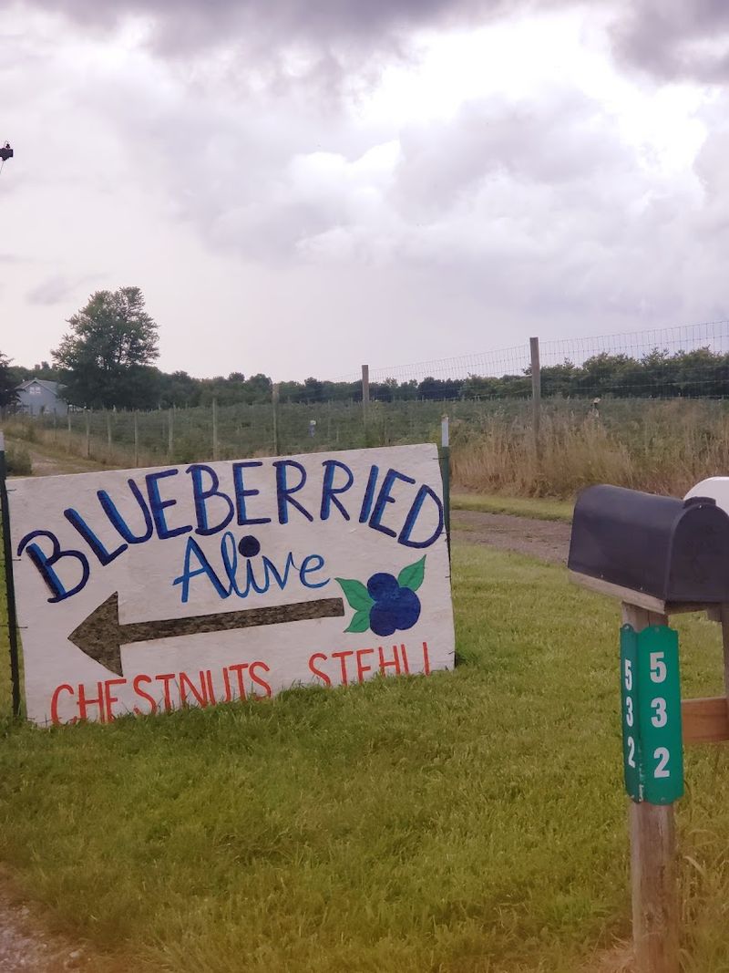 Blueberried Alive, Loudonville