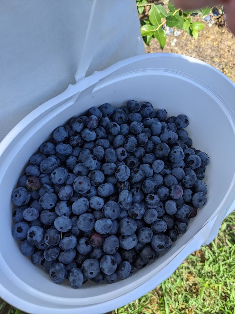 Blueberries And Strawberries For The Early Season Visitors