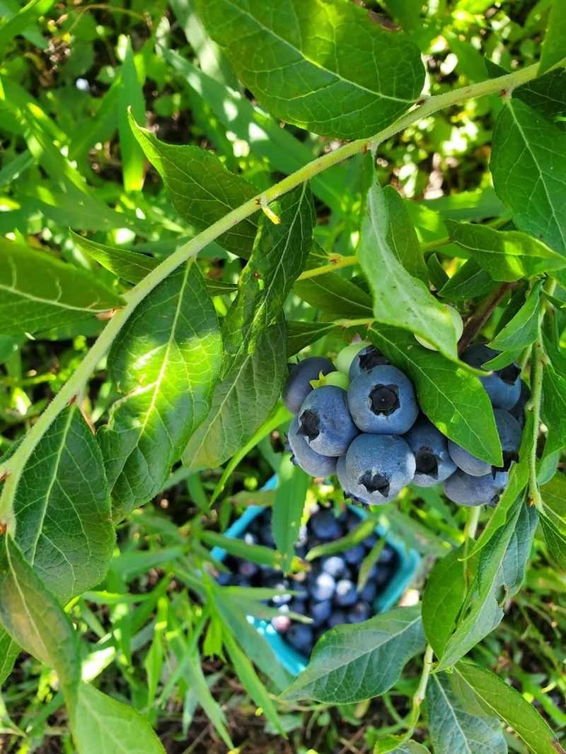Blueberries That Actually Taste Like Blueberries