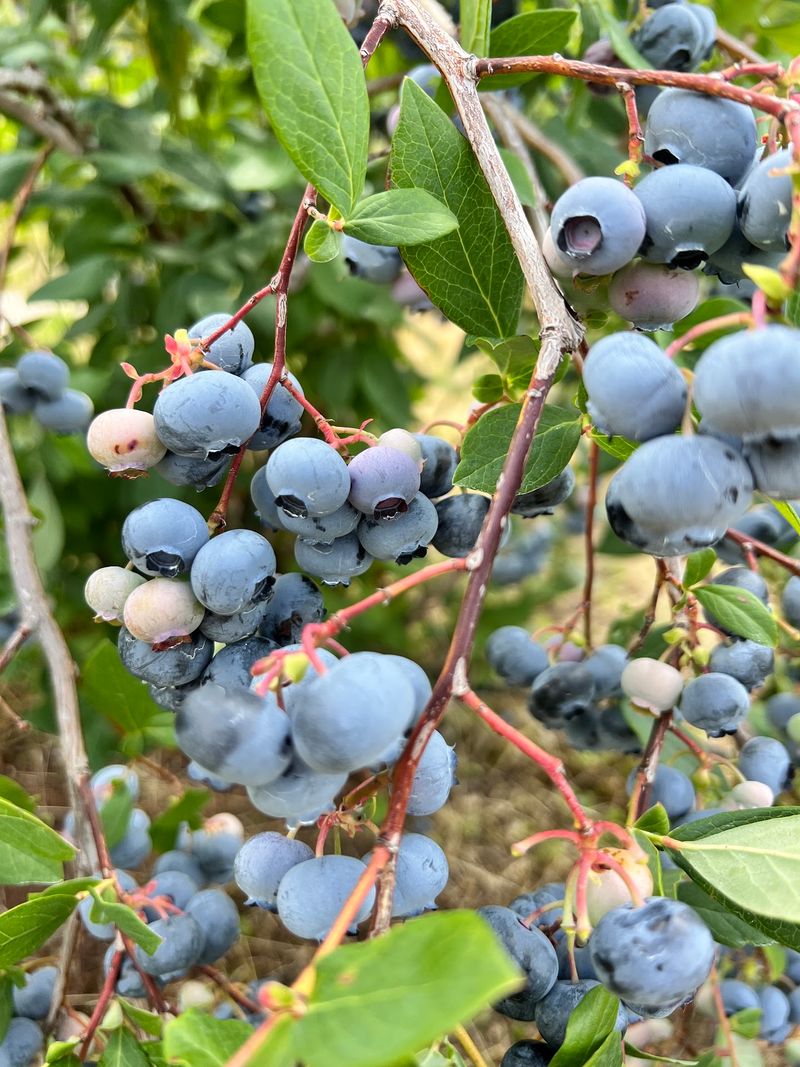 Blueberries That Steal The Show Blueberries That Steal The Show
