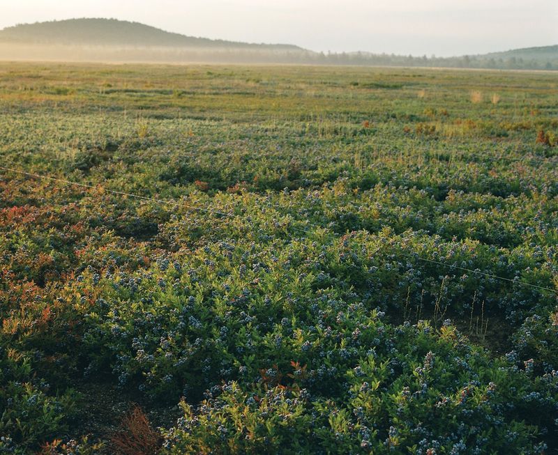 Maine Produces Nearly All U.S. Wild Blueberries