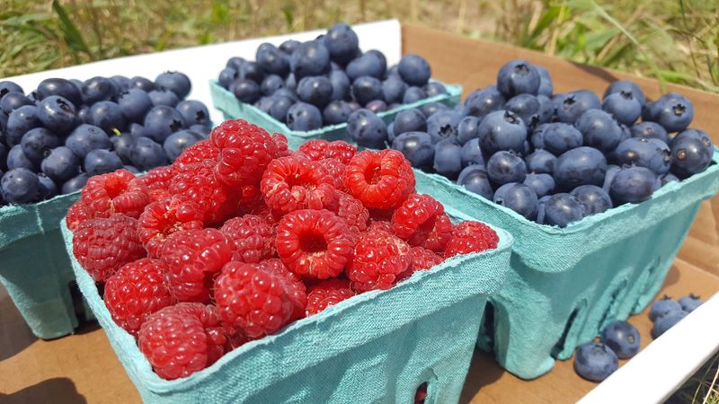 Blueberry Plants To Bring The Magic Home