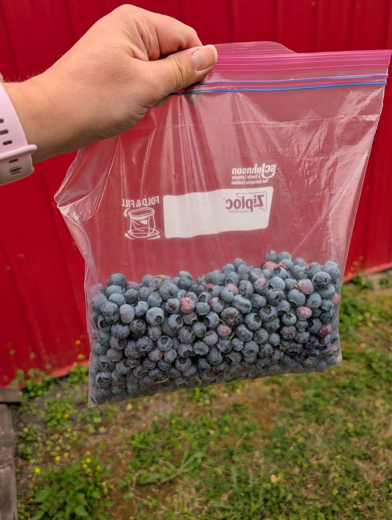 Blueberry U-Pick Turns Shopping Into A Summer Outing